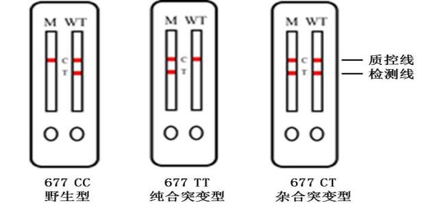 MTHFR C677T基因檢測試劑盒