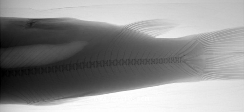 寵物X光機(jī)DR、寵物X光機(jī)豪華床