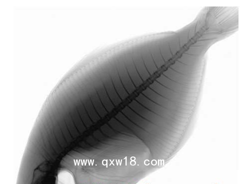 動(dòng)物x光機(jī)