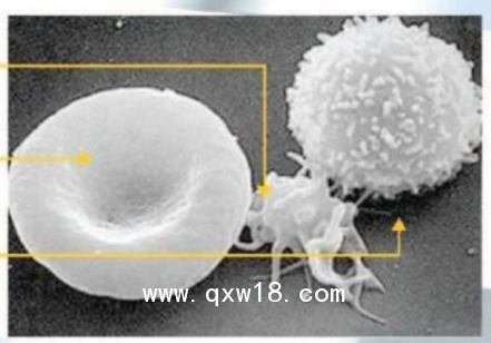 泰利信 半自動血小板聚集儀 AG400