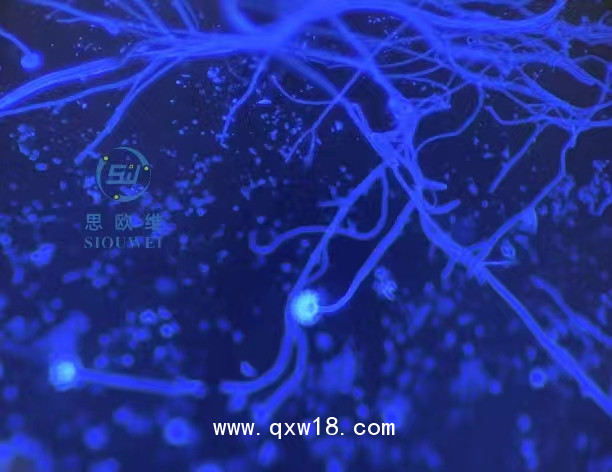 真菌D-葡聚糖檢測熒光增強液