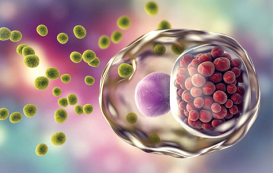 宮腔填塞吸附栓、陰道填塞吸附栓、陰道填塞止血吸附栓